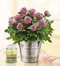 1800 Flowers - Free Candle with Summer Garden Rose Plant