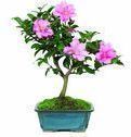 Brussel's Camellia Hot Flash Bonsai