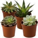 Rocker B Plant Farms Succulent Plant 4-Pack